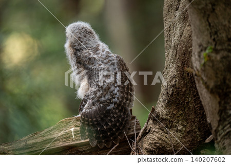 A baby owl stands quietly in the forest. A baby owl stands quietly in the forest. 140207602