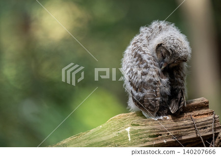 A baby owl stands quietly in the forest. A baby owl stands quietly in the forest. 140207666