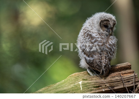 A baby owl stands quietly in the forest. A baby owl stands quietly in the forest. 140207667