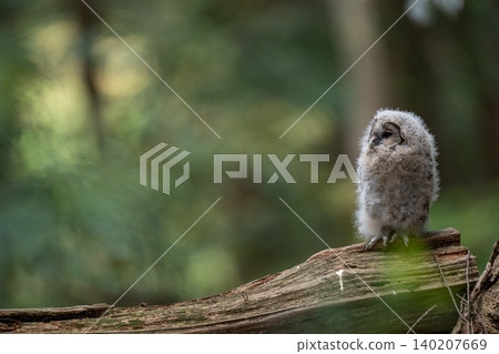 A baby owl stands quietly in the forest. A baby owl stands quietly in the forest. 140207669
