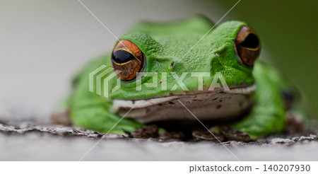 Moria gull frog 140207930