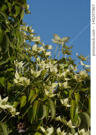 Japanese dogwood blossoms - May 2026 Japanese dogwood blossoms - May 2026 140207967