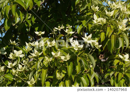 Japanese dogwood blossoms - May 2026 Japanese dogwood blossoms - May 2026 140207968