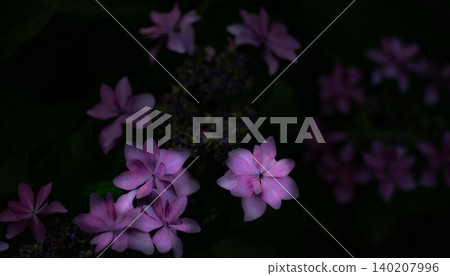 繡球 繡球 140207996