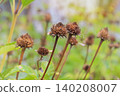 Dry Coreopsis growing in garden. Dry seeds for landscape. Beauty cottage garden. Nature floral background in sunny autumn. 140208007