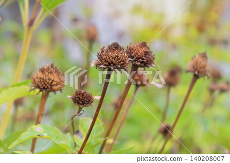 Dry Coreopsis growing in garden. Dry seeds for landscape. Beauty cottage garden. Nature floral background in sunny autumn. Dry Coreopsis growing in garden. Dry seeds for landscape. Beauty cottage garden. Nature floral background in sunny autumn. 140208007