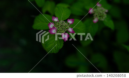 hydrangea hydrangea 140208058
