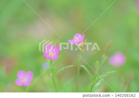 Evening primroses enveloped in green quince blossoms Evening primroses enveloped in green quince blossoms 140208162