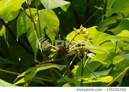 Chinese parasol tree flower buds - May 2026 Chinese parasol tree flower buds - May 2026 140208168