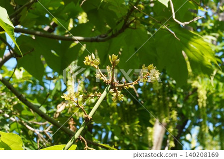 Chinese parasol tree flower buds - May 2026 Chinese parasol tree flower buds - May 2026 140208169