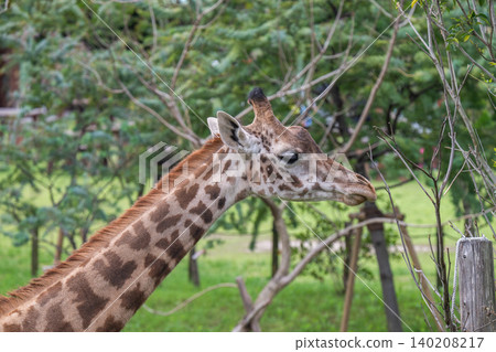 Giraffe portraits at the zoo Giraffe portraits at the zoo 140208217