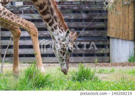 Giraffe portraits at the zoo Giraffe portraits at the zoo 140208219