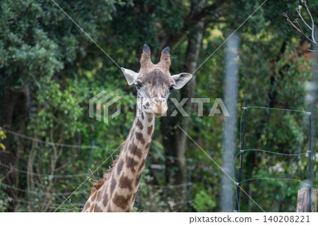 Giraffe portraits at the zoo 140208221