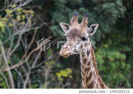Giraffe portraits at the zoo Giraffe portraits at the zoo 140208222