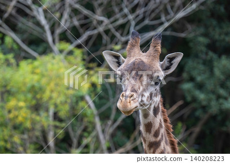 Giraffe portraits at the zoo Giraffe portraits at the zoo 140208223