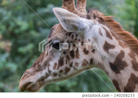 Giraffe portraits at the zoo Giraffe portraits at the zoo 140208233