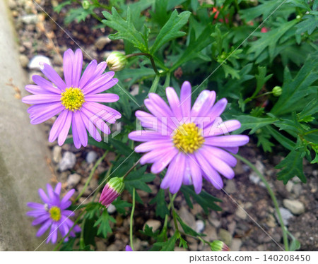 The Brachyscome flower has a beautiful pale purple color. The Brachyscome flower has a beautiful pale purple color. 140208450
