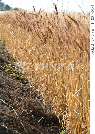 Wheat field waiting for harvest Wheat field waiting for harvest 140208481
