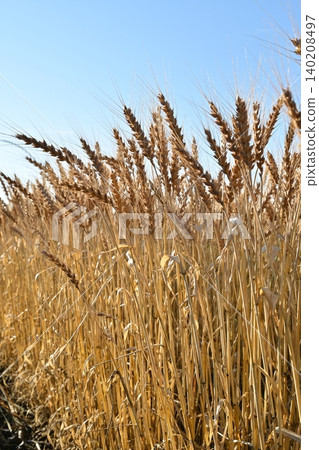 Wheat field waiting for harvest Wheat field waiting for harvest 140208497