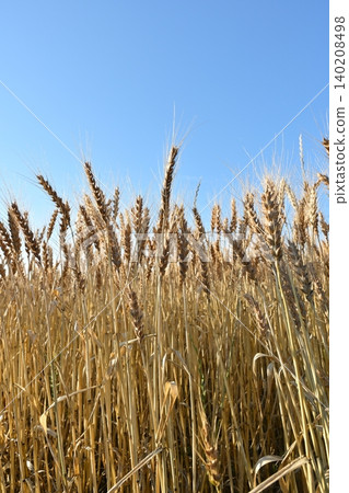 Wheat field waiting for harvest Wheat field waiting for harvest 140208498