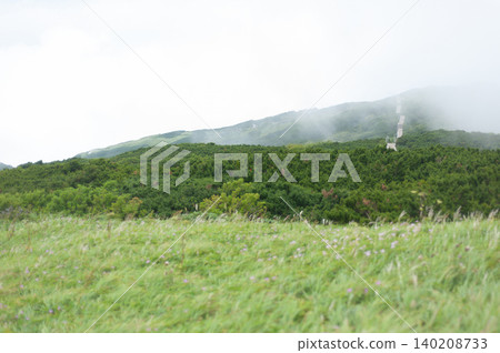 A vast ridgeline landscape of swaying grasslands and pure forests of Japanese yew trees near the eighth station of Mt. Daisen (Daisen Town, Tottori Prefecture) A vast ridgeline landscape of swaying grasslands and pure forests of Japanese yew trees near the eighth station of Mt. Daisen (Daisen Town, Tottori Prefecture) 140208733