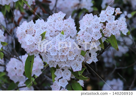 American rhododendron in bloom American rhododendron in bloom 140208910