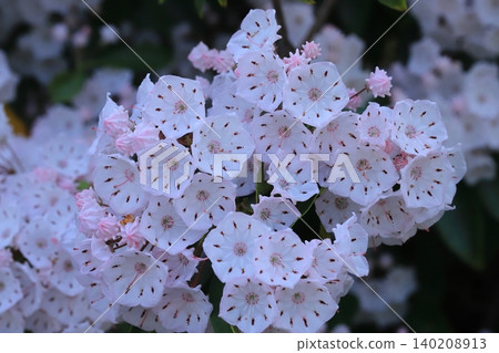 American rhododendron in bloom 140208913