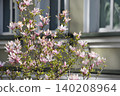 A pink magnolia tree blooms with delicate flowers outside an apartment building in spring. Springtime magnolia blossoms brighten an urban facade with soft pastel petals. 140208964