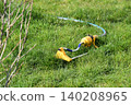 A yellow lawn sprinkler waters grass around a small tree in a backyard. The sprinkler irrigates the green lawn near the tree, capturing spring garden care. 140208965