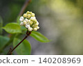 A cluster of white lilac buds blooms on a slender branch against a soft green background. Spring blossoms evoking Easter and Mother's Day traditions and renewal. 140208969
