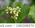 A cluster of white lilac buds blooms on a slender branch against a soft green background. Spring blossoms evoking Easter and Mother's Day traditions and renewal. 140208970