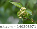 A cluster of white lilac buds blooms on a slender branch against a soft green background. Spring blossoms evoking Easter and Mother's Day traditions and renewal. 140208971