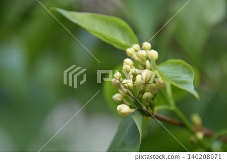 A cluster of white lilac buds blooms on a slender branch against a soft green background. Spring blossoms evoking Easter and Mother's Day traditions and renewal. A cluster of white lilac buds blooms on a slender branch against a soft green background. Spring blossoms evoking Easter and Mother's Day traditions and renewal. 140208971