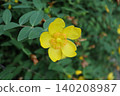 Quincebai花 140208987