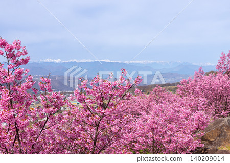 Iizunayama Park in Morohigashibo, Komoro City, Nagano Prefecture: A famous cherry blossom viewing spot featuring Komoro Yaebenishidare cherry blossoms and other varieties. The scenery of deep pink cherry blossoms against the backdrop of the snow-capped Northern Alps. Iizunayama Park in Morohigashibo, Komoro City, Nagano Prefecture: A famous cherry blossom viewing spot featuring Komoro Yaebenishidare cherry blossoms and other varieties. The scenery of deep pink cherry blossoms against the backdrop of the snow-capped Northern Alps. 140209014