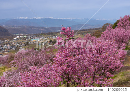 Iizunayama Park in Morohigashibo, Komoro City, Nagano Prefecture: A famous cherry blossom viewing spot featuring Komoro Yaebenishidare cherry blossoms and other varieties. The scenery of deep pink cherry blossoms against the backdrop of the snow-capped Northern Alps. Iizunayama Park in Morohigashibo, Komoro City, Nagano Prefecture: A famous cherry blossom viewing spot featuring Komoro Yaebenishidare cherry blossoms and other varieties. The scenery of deep pink cherry blossoms against the backdrop of the snow-capped Northern Alps. 140209015