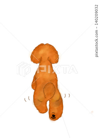 The back of toy poodle The back of toy poodle 140209032