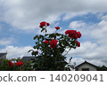 Red roses and sky 140209041