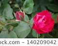 Red rose flowers and buds 140209042