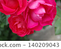 Close-up of red roses 140209043