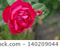 A red rose 140209044