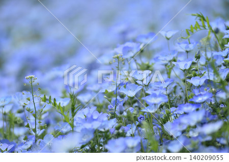 我曾經見過的Nemophila 我曾經見過的Nemophila 140209055