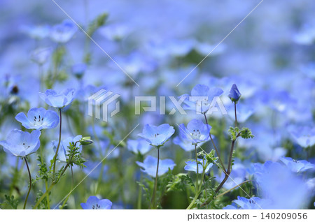 Nemophila I once saw Nemophila I once saw 140209056