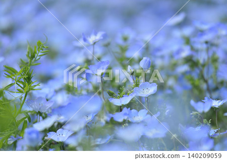 我曾經見過的Nemophila 140209059