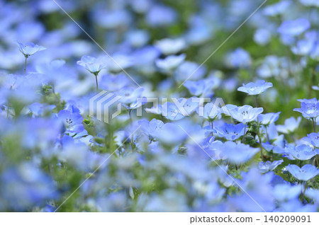 我曾經見過的Nemophila 我曾經見過的Nemophila 140209091