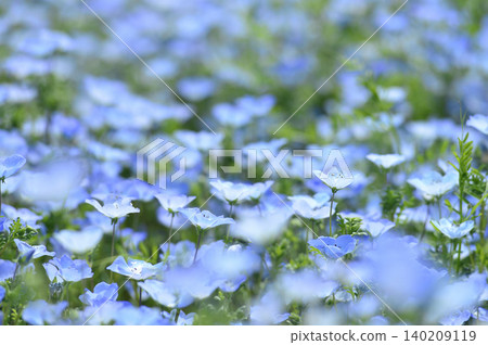我曾經見過的Nemophila 我曾經見過的Nemophila 140209119