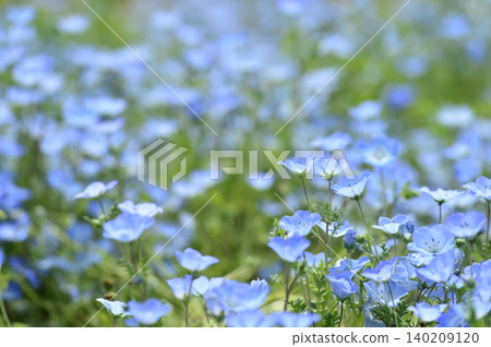 我曾經見過的Nemophila 我曾經見過的Nemophila 140209120