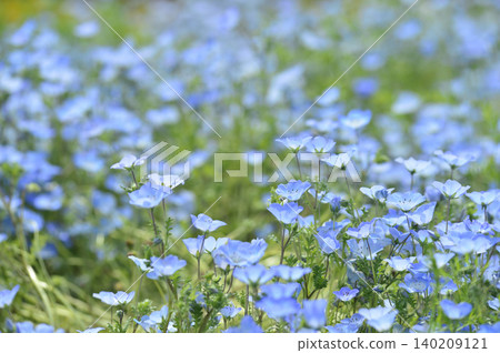我曾經見過的Nemophila 我曾經見過的Nemophila 140209121
