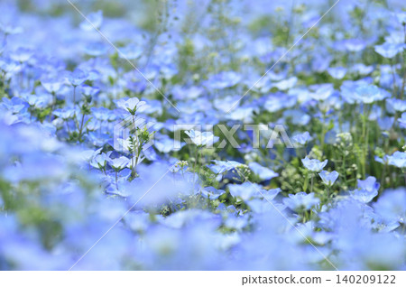 Nemophila I once saw Nemophila I once saw 140209122