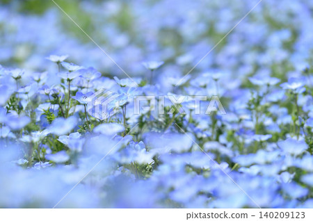Nemophila I once saw Nemophila I once saw 140209123